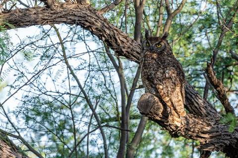 A great horned owl sits in a tree at Cottonwood Campground.