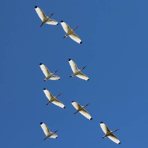 A flock of white birds flying overhead in a cloudless, clear blue sky