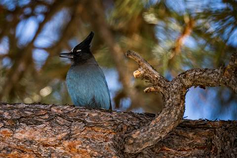 A blue and black bird with a black crest sits perched on a pine branch among green pine needles