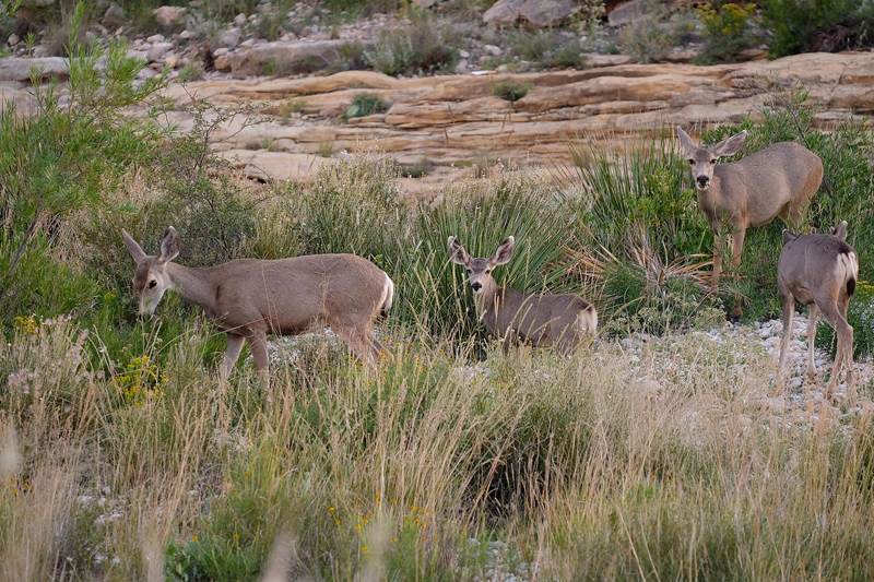Photo of four mule deer in a drainage with vegetation around them.