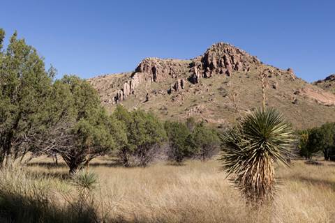 Trees and desert plants, brown grass, and mountain in the background.
