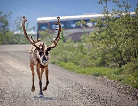 a bus parked on a gravel road near a caribou that is walking along the road