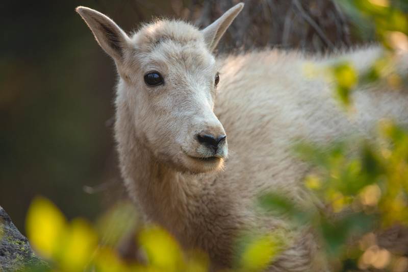 A young mountain goat surrounded by bushes