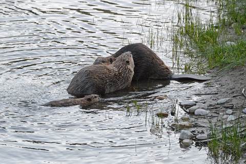 Two larger beavers sit out of the water while a small one swims up to them.