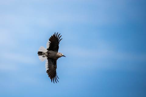 A small bird soars through the sky. It has a gray body with dark wings and white wingtips.