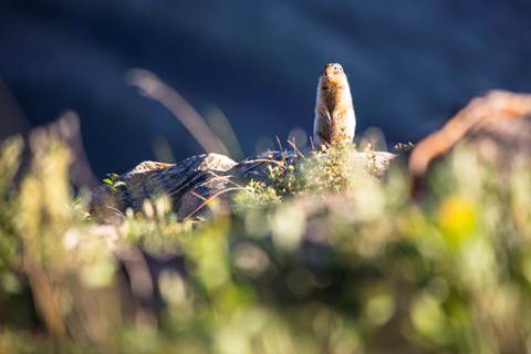A light brown furred rodent stands on its hind legs on a rock overlooking grasses.
