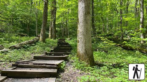 A trail with wooden steps wandering through the woods, in the lower corner is a hiker icon.
