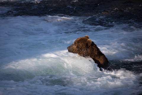 A bear head above white, frothy water