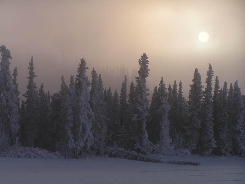 Forest of spruce trees blanketed in snow and fog.