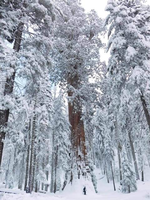 A person is dwarfed under an immense sequoia tree. The ground and tree branches are covered in snow.