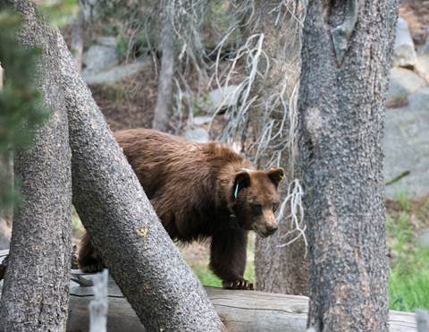 An adult bear with a brown coat and blue ear tag walks along a log